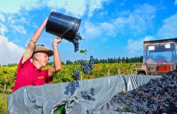 Vino “Plantaža” poskupljuje:Prodaja pada, poslovanje ugroženo