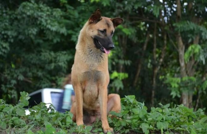 Uginuo pas koji je čekao vlasnika godinu dana na istom mjestu (FOTO)