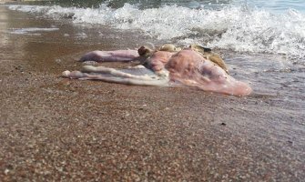 Nimalo lijepa slika: Životinjske iznutrice na plaži u Rafailovićima 
