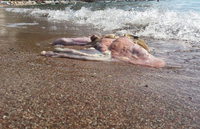 Nimalo lijepa slika: Životinjske iznutrice na plaži u Rafailovićima 