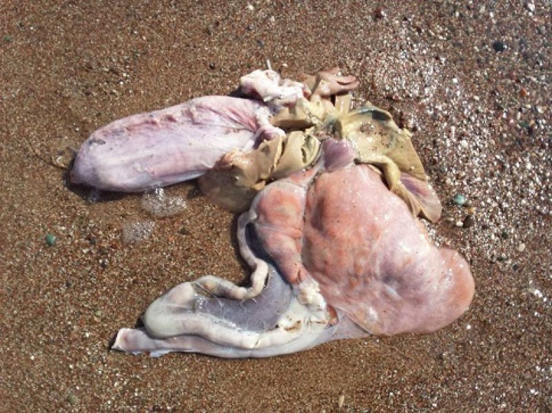 145173936980697070077064574115409895518573n