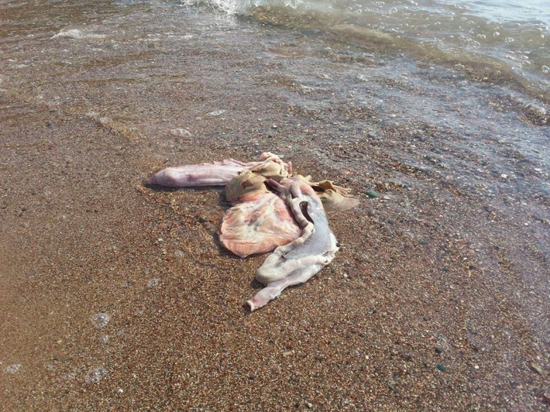 145199336980701436743293261339877844240877n