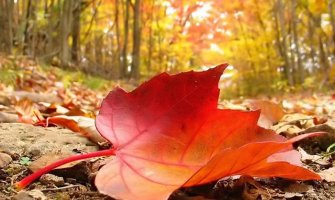 Danas i sjutra promjenjivo oblačno, za vikend promjena vremena