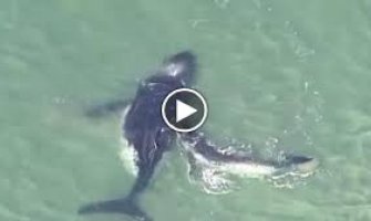  Mladunče kita 40 minuta spašavalo majku iz pijeska (VIDEO)