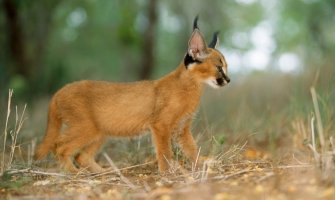 Karakali  najslađa vrsta mačke (FOTO)(VIDEO)