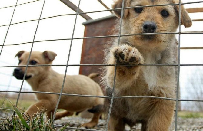 Kada jednom udomite psa biće vam krvio što to niste ranije učinili!