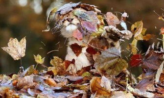 Evo kad se očekuje prestanak padavina