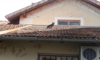 Mačor već 3 godine ne silazi sa krova