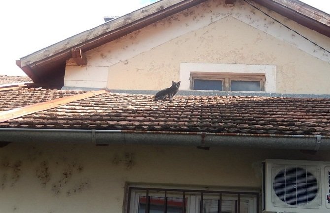 Mačor već 3 godine ne silazi sa krova