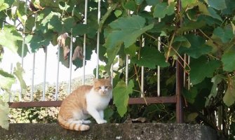 Evo kakvo vas vrijeme očekuje za dane vikenda