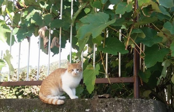 Evo kakvo vas vrijeme očekuje za dane vikenda