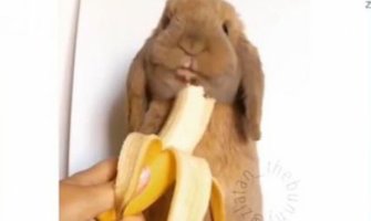 Upoznajte Zlatana, preslatkog zeca koji voli banane (VIDEO)