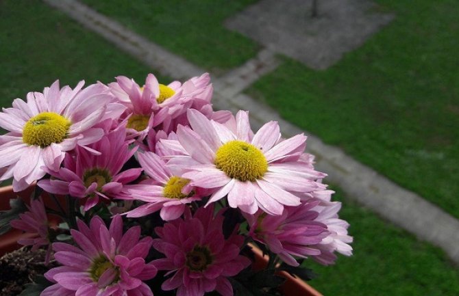 Danas pretežno sunčano