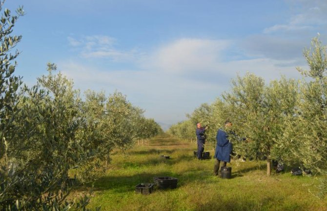 Počinje berba maslina, planiran prinos oko 11.000 kg