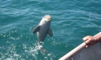 Pogledajte reakciju delfina kojeg su spasli ribari (VIDEO)