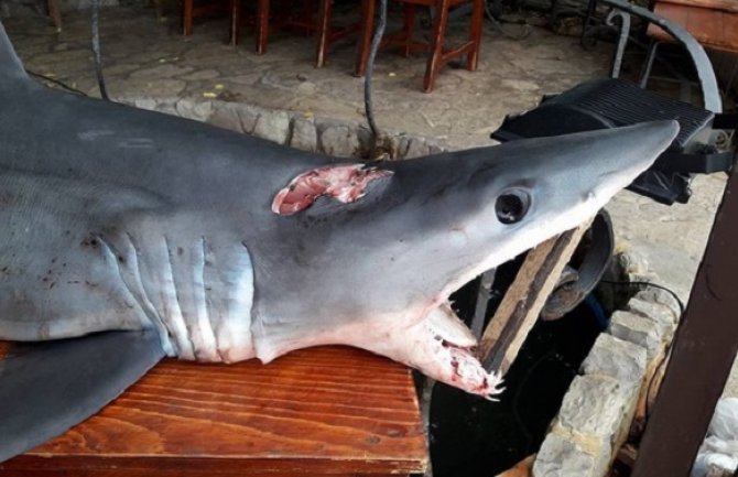 Budvanski ribar ulovio ajkulu od metar i po