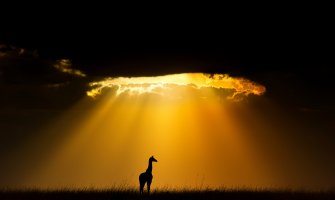 Brojnost životinjskog i biljnog svijeta do 2020. smanjiće se za dvije trećine!(FOTO)