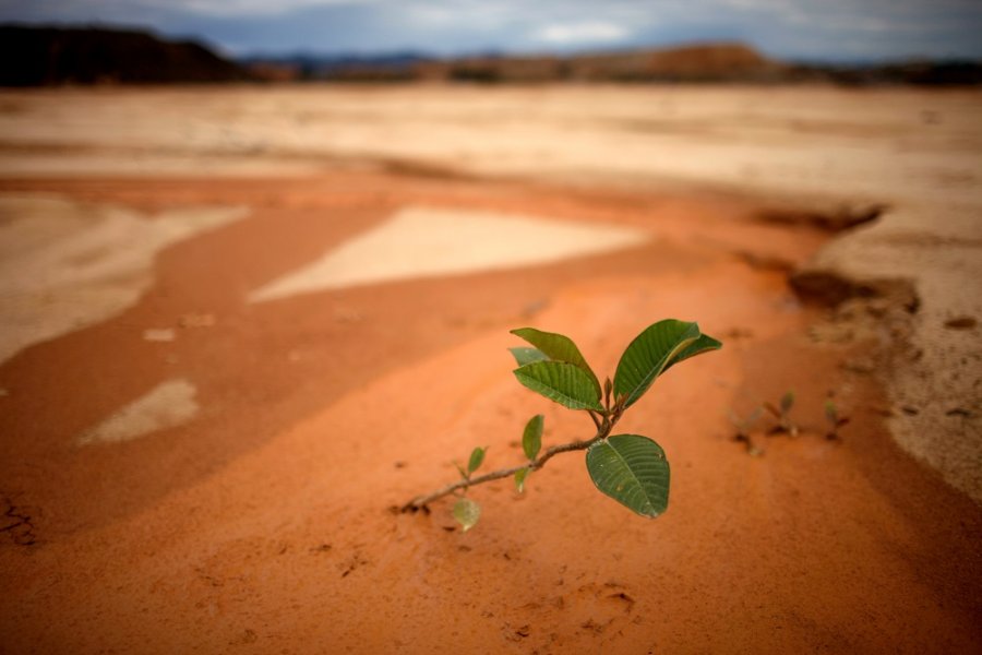 BiljkauPeruanskojamazoniWWFDadoGaldieri