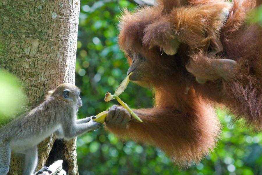 KritinougroenijavanskimakakipokuavauzetibananuodsumatranskogorangutanauIndonezijinatureplcomSuziEszterhasWWF