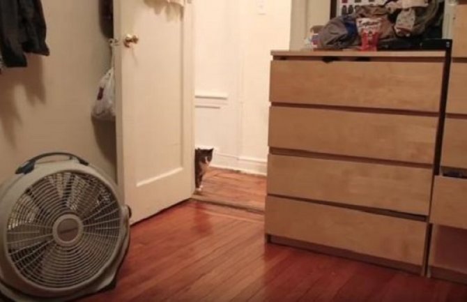 Evo kako je vlasnik iznenadio svoju mačku (Video)