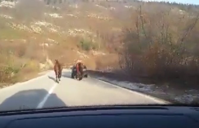 Nesvakidašnji prizor: Konje vukao automobilom! (VIDEO)