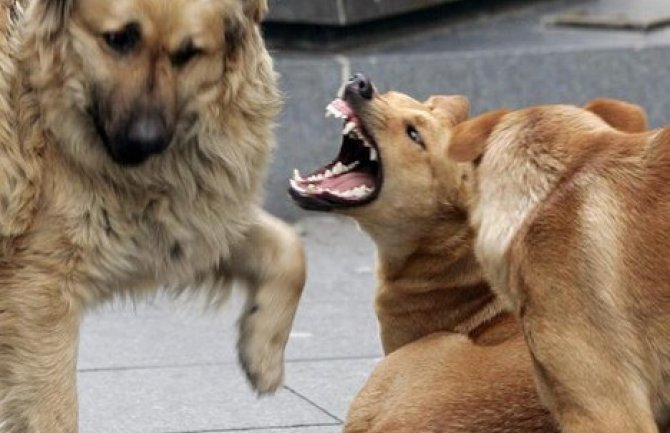 Agresivni psi lutalice haraju Podgoricom i napadaju ljude, nadležni hitno da reaguju