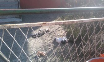 Ko truje pse i mačke u Bijelom Polju? (FOTO)