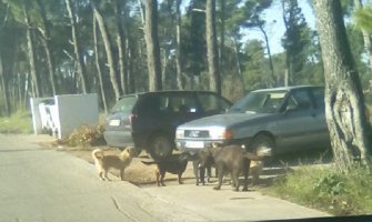 Građani Podgorice šalju slike: Zabrinuti zbog pojave pasa lutalica 