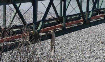 Obješen pas u Bijelom Polju