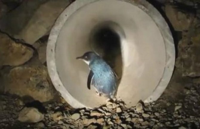 Novozelanđani izgradili tunel za plave pingvine kako bi ih spasili (Video)