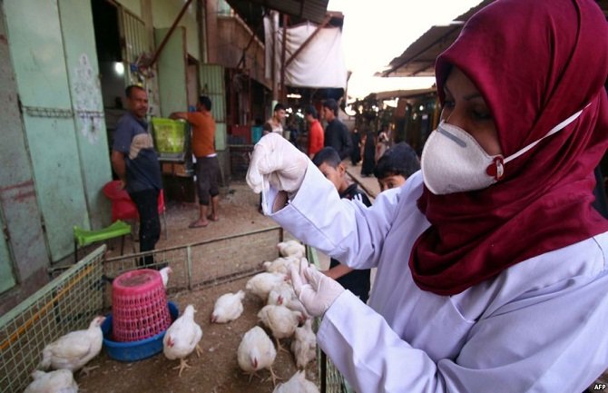 Ptičiji grip se ubrzano širi sjeverom Evrope