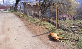 Građani sumnjaju da komunalno namjerno truje životinje