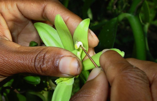 Eksploatacija djece na plantažama vanile u Madagaskaru