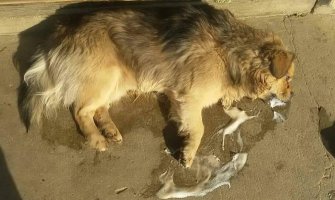 Novi slučajevi trovanja pasa u Rafailovićima, Podgorici i Bijelom Polju