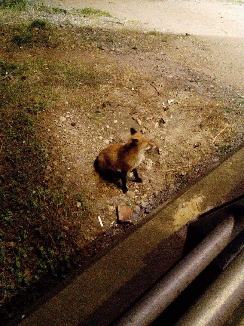 153910847421686259311472471784736163785335n