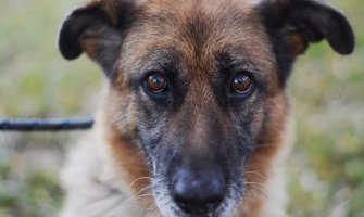 Pomozimo napuštene životinje: Stižu nam praznici, učinimo i njih srećnima