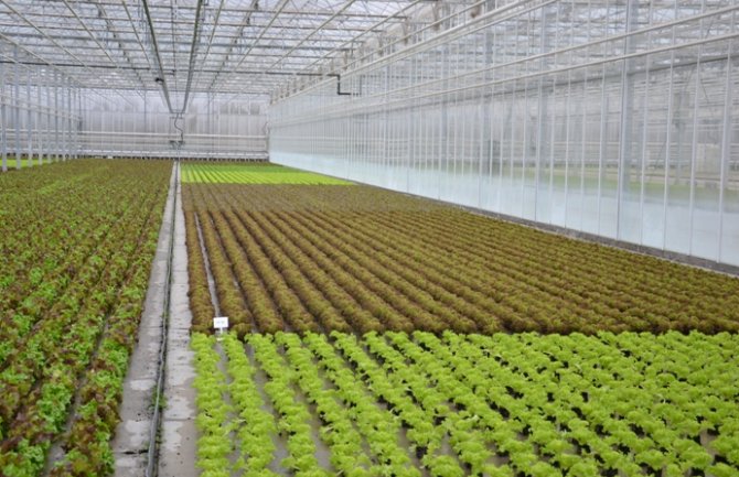 Evo kako da zaštitite plastenike i proizvodnje u zaštićenom prostoru od minusa i snijega