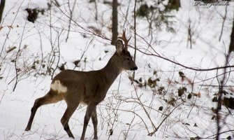 Zabranjen lov u cijeloj Crnoj Gori