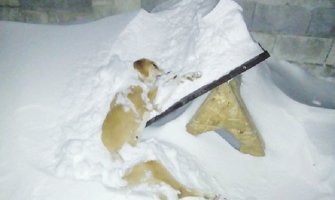 Pas uginuo zbog nebrige, vlasnici prijavljeni policiji