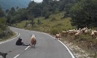 Ovca teško povrijedila pastiricu, spašavao je slučajni prolaznik (VIDEO)
