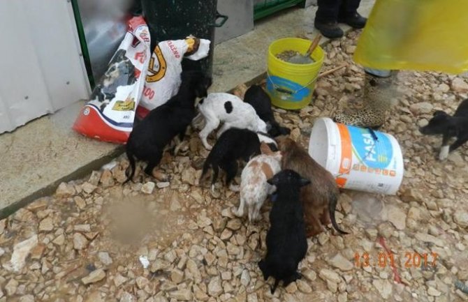 Psi iz ulcinjskog azila će pomrijeti od gladi