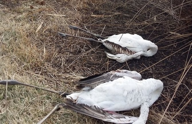 Od posljedica hladnoće stradalo na desetine flamingosa na Solani