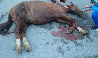 Podgorica: Bespomoćni konj uspavan, završio na deponiji