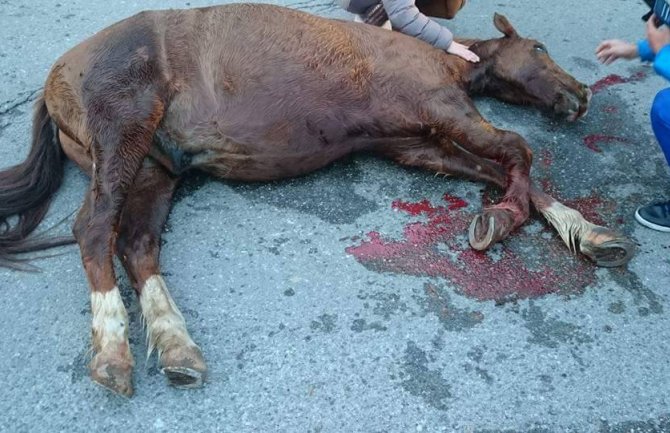 Podgorica: Bespomoćni konj uspavan, završio na deponiji