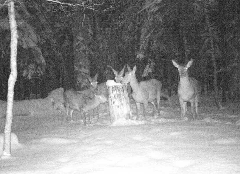 PrihranadivljaiBiogradskagora