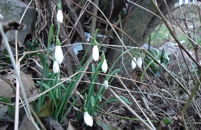 Bar: Visibabe najavljuju proljeće(FOTO)