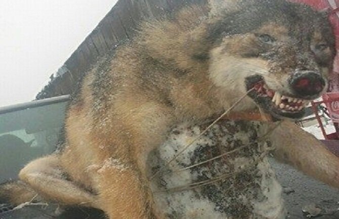 Bijelo Polje: Ustrijeljenog vuka vozio na haubi automobila kroz grad(FOTO)