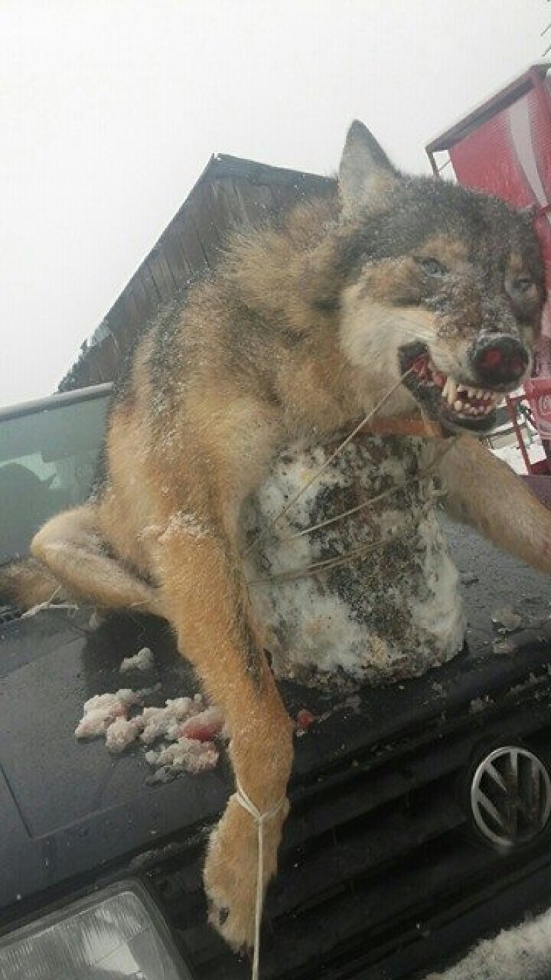 16128688102122784803451021342715574n1