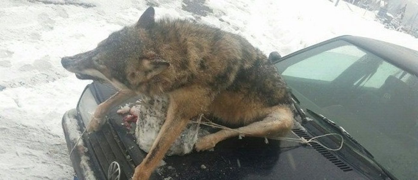 16176077102122784786250591029020328n