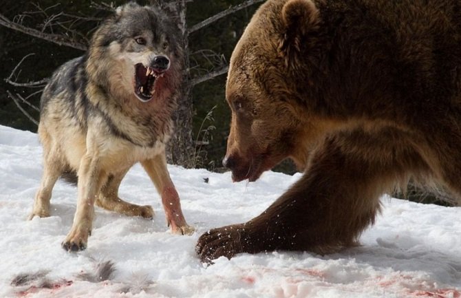 Žestoka borba vukova i medvjeda, fotografije o kojima bruji internet! (FOTO)